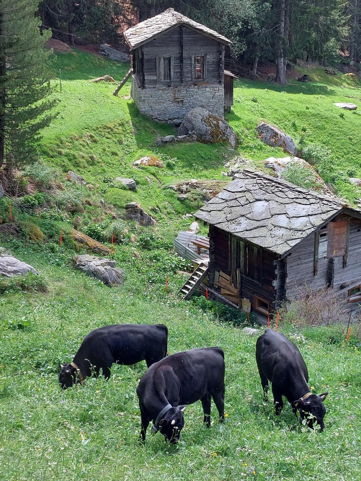 B&B Alpenroesli Gasenried Habitación foto